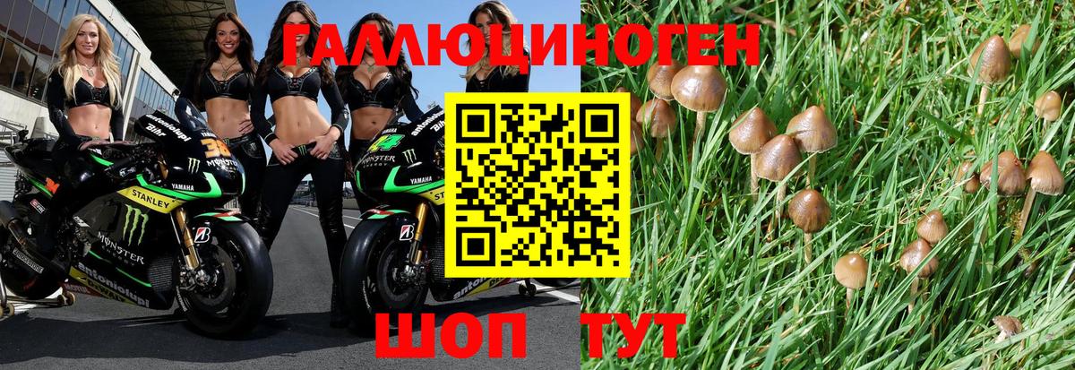 Псилоцибиновые грибы Cubensis  Белово 